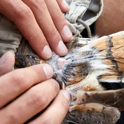 Die meisten Vogelarten haben eine Bürzeldrüse (das rosafarbene Organ auf dem Bild). Sie sondert ein Wachs ab, das die Vö