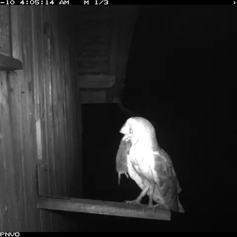 The cameratraps enable us to study the Barn Owl diet. Here an owl brings a vole to its brood. We can see it’s a vole by 