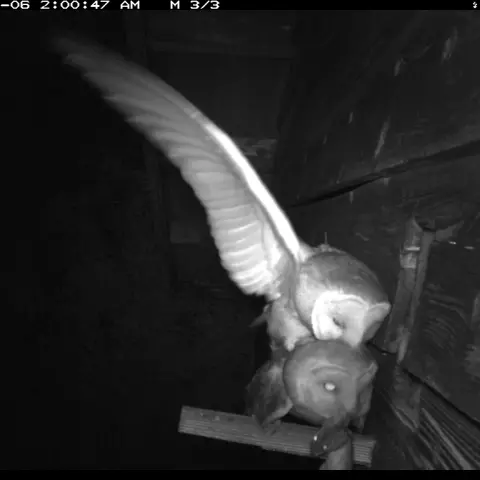 Barn Owls mate often, even when a brood of nestlings is already in progress. © Barn owl research group