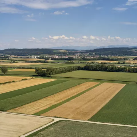 Die Schleiereule mag offene Jagdgebiete. © Jeremy Bierer