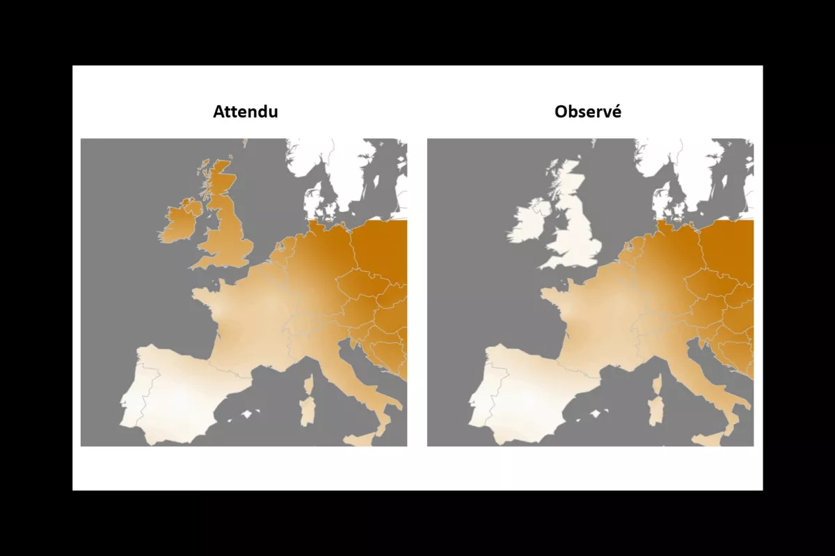 La couleur des populations des Effraies varient du nord au sud en Europe, les populations étant plus rousses au nord. Po