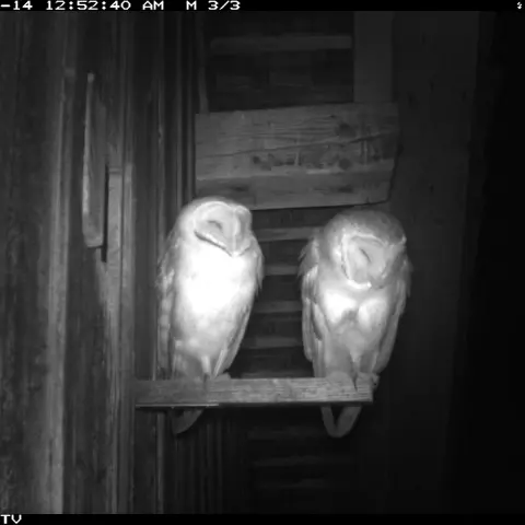 A Barn Owl pair sleeping on their perch. © Barn owl research group