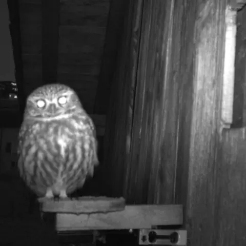 A Little Owl on a visit. © Barn owl research group