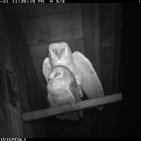Barn Owls mating. © Barn owl research group
