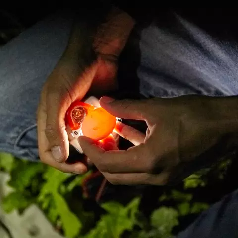Wenn wir ein Gelege entdecken, durchleuchten wir die Eier, indem wir sie vor eine Lichtquelle halten. So können wir sein