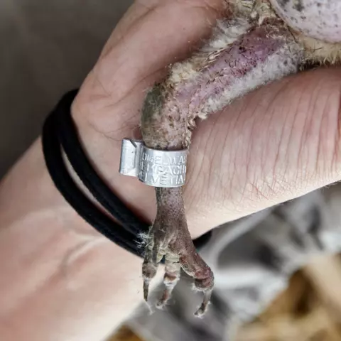 Auf jedem Ring befindet sich eine Nummer (zur Identifizierung des Vogels) und die Adresse der Schweizerischen Vogelwarte