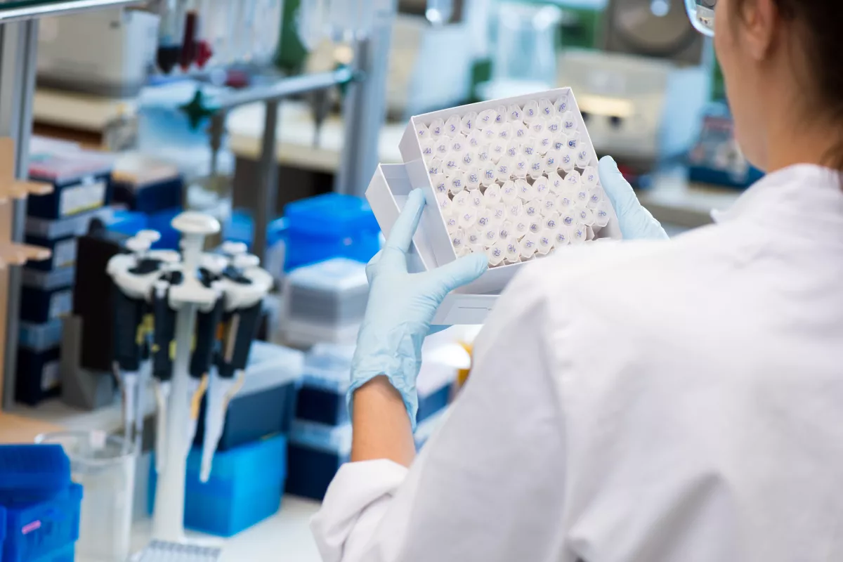 Nous ramenons les échantillons de sang au laboratoire pour y mesurer le taux de corticostérone, l’hormone de stress chez