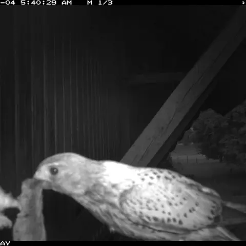 A strange guest! A Common Kestrel feeds a barn owl chick. We don’t have an explanation for this unique behavior! © Barn 