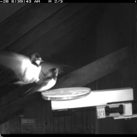 Two House Martins on a visit. © Barn owl research group