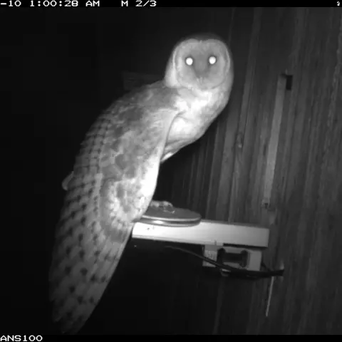 Compared to its overall size, a Barn Owl’s wings are large. This enables it to glide easily. © Barn owl research group