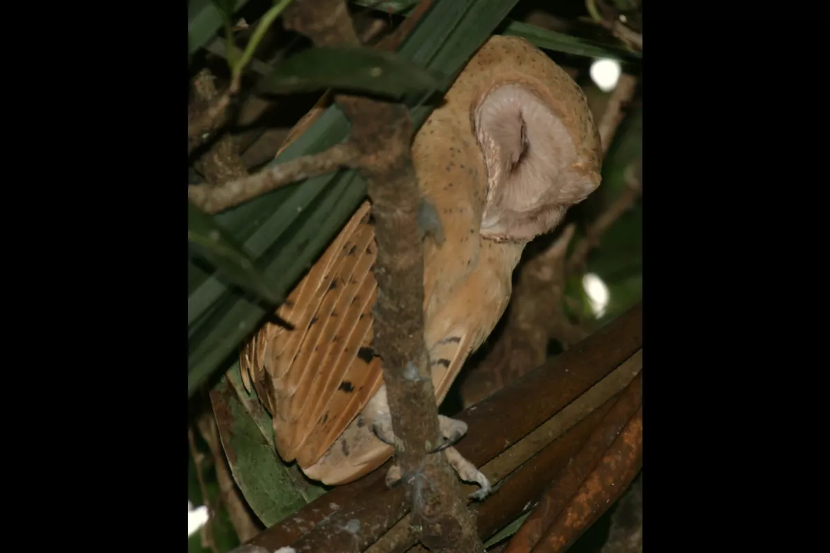 The Tyto soumagnei (Red Owl) only lives in Madagascar and is sometimes called the Madagascar Grass Owl or Soumagne’s Owl