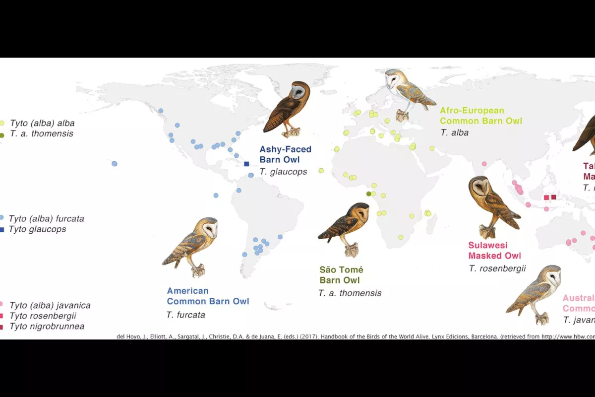 The most common Barn Owls are the Tyto alba in Europe and Africa, the Tyto furcata in North America, and the Tyto javani
