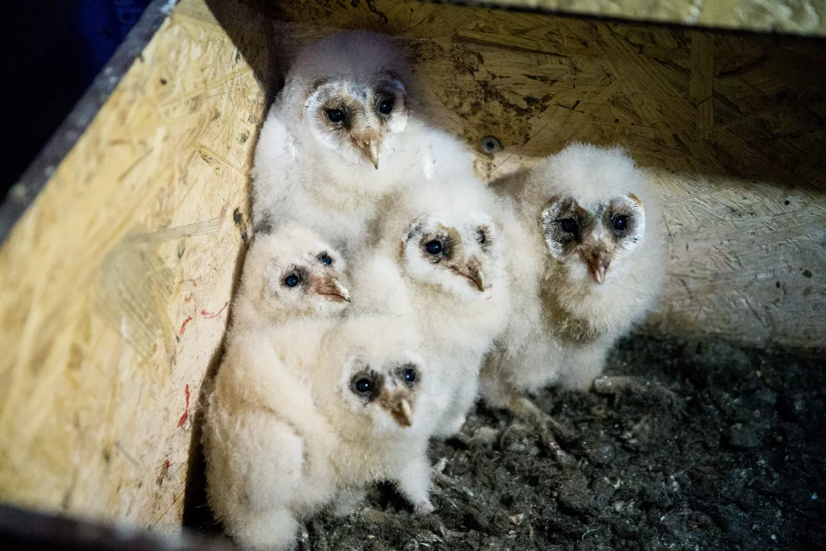 Barn Owls, like all living creatures, are stressed when confronted with certain situations.  We look to understand what 