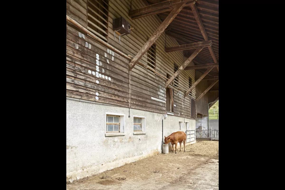 The artificial nestboxes that we install look like large boxes. We often place them on the walls of barns. Which means t