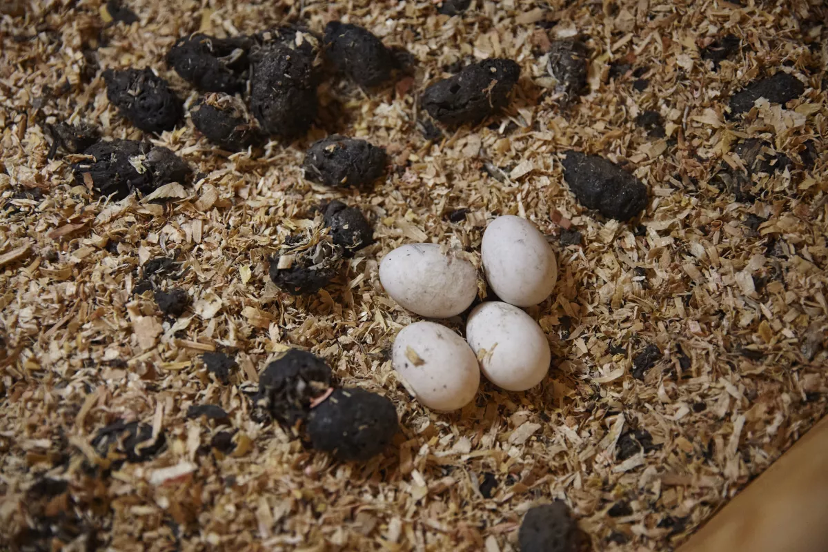 Between March and April, we do a nighttime check of each nestbox once a month to see if eggs have been laid. We can also