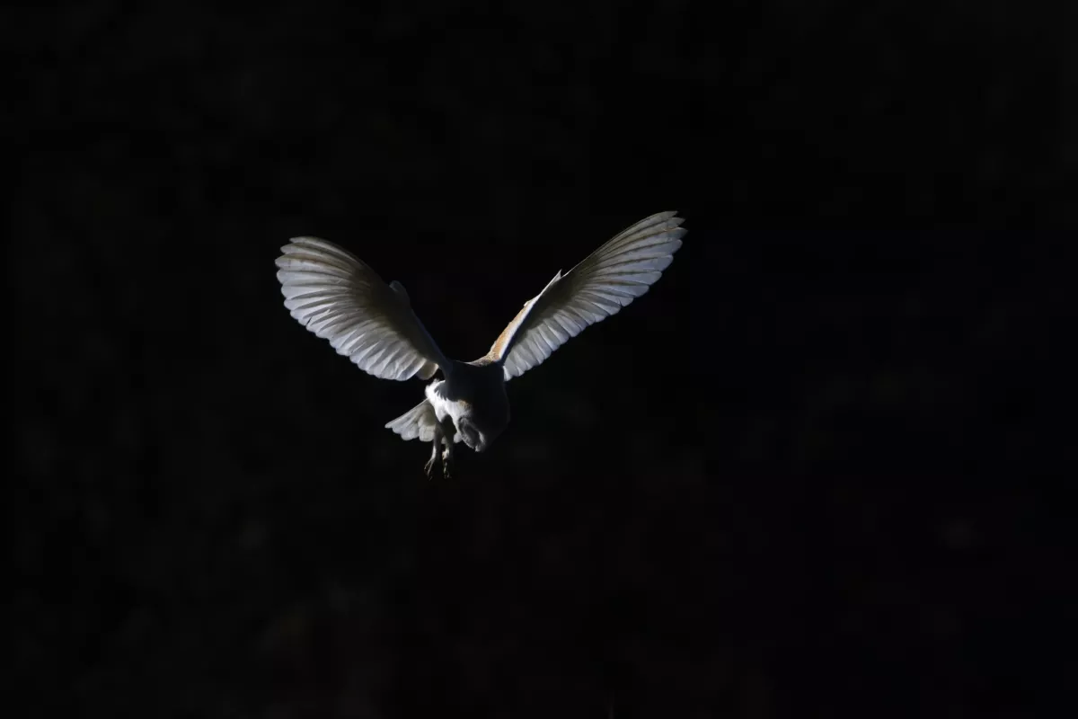 © David Tipling