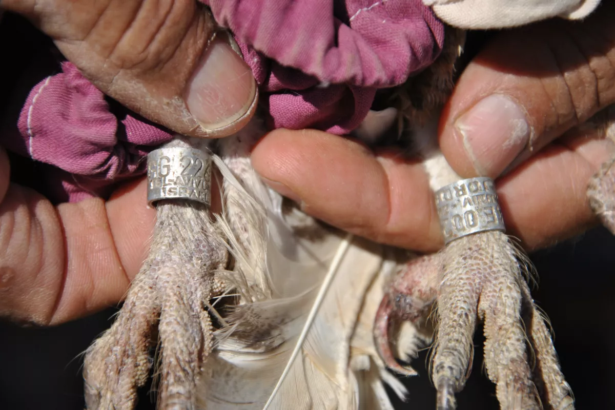 Die Ringe der israelischen und der jordanischen Eule verraten, in welchen Ländern sie beringt wurden. © Motti Charter