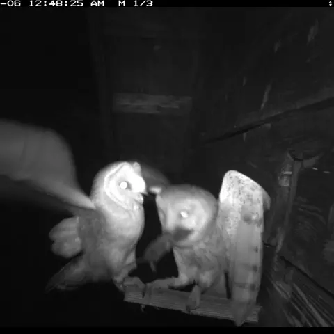 Un perchoir pour deux peut s’avérer étroit ! © Barn owl research group