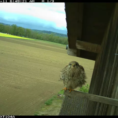 Turmfalke auf Besuch. © Barn owl research group