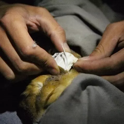 Most of the GPS devices are attached to the owls at night. Indeed, there is more of a chance to catch the adults at nigh