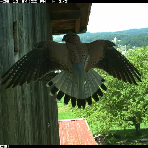 Majestätischer Turmfalke. © Barn owl research group