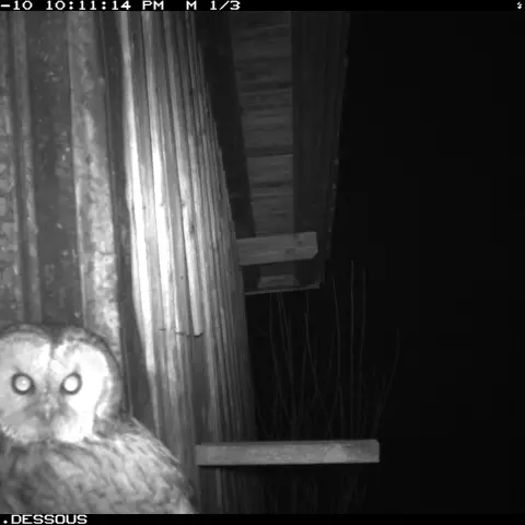 Dieser Waldkauz scheint direkt in die Kamera zu blicken. © Barn owl research group