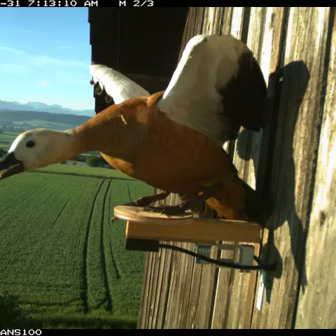 Kuriose Szene mit einer Rostgans … © Barn owl research group