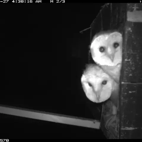 Des petites Effraies bien curieuses. © Barn owl research group