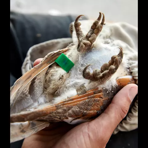 This owl has its ID ring on the left leg (aluminum) and a green ring on its right leg. This ring contains a RFID microch