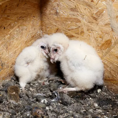 The nestlings huddle together to keep warm. © Jeremy Bierer