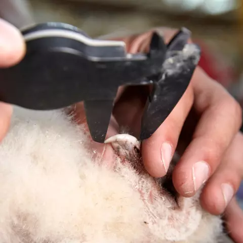 The researchers measure the owlets’ beaks. © Jeremy Bierer
