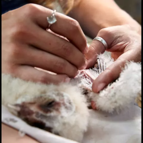 Taking blood from the birds is a simple shot. © Jeremy Bierer