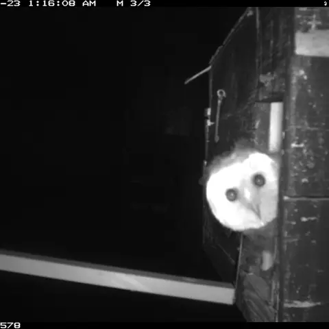 Eulenküken am Eingang des Nistkastens. © Barn owl research group