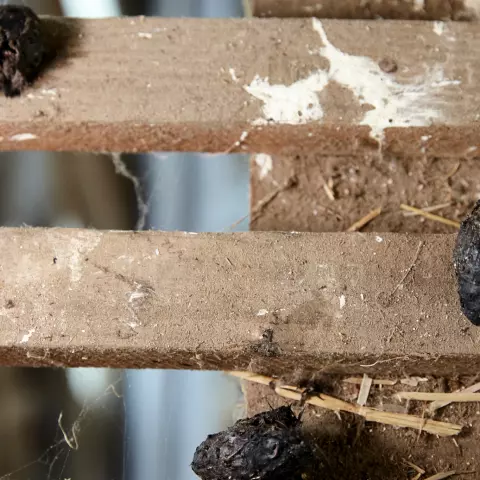Inside the barns, we can easily find owl pellets. This indicates that Barn Owls are somewhere nearby. © Jeremy Bierer
