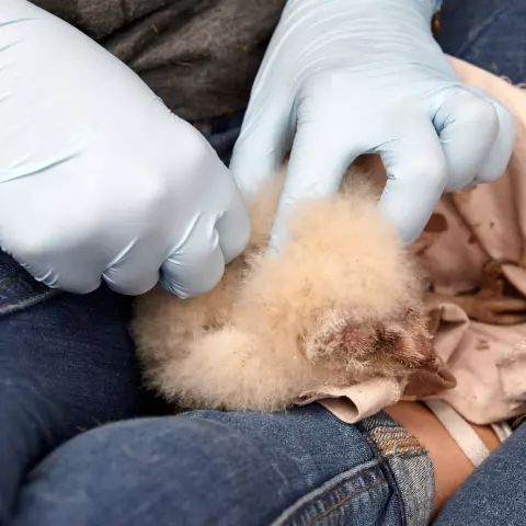 Several downy feathers are collected for a bacteriological study. © Jeremy Bierer