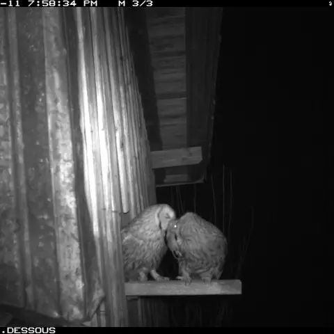 Ein Waldkäuzenpaar tauscht Beute aus. © Barn owl research group