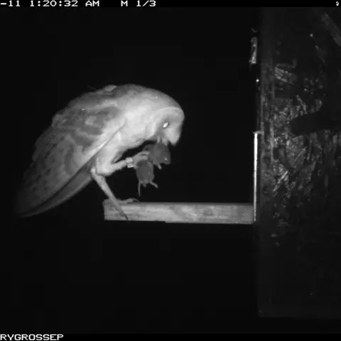 Ce mâle (bagué à la patte droite) apporte un campagnol à ses petits. © Barn owl research group