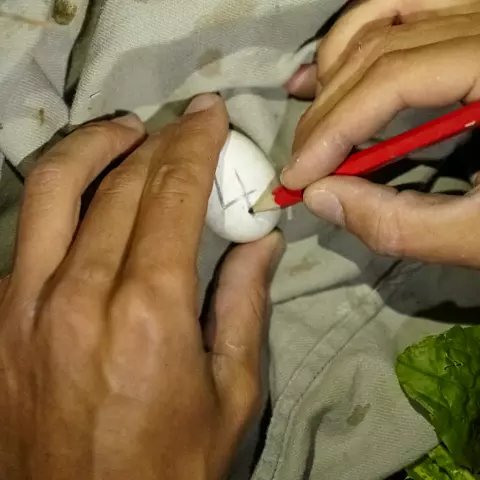 The eggs are then numbered from oldest to most recent. This enables the researchers to plan their future visits. Further
