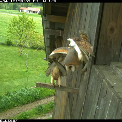 …devant un nichoir occupé par une Effraie… © Barn owl research group