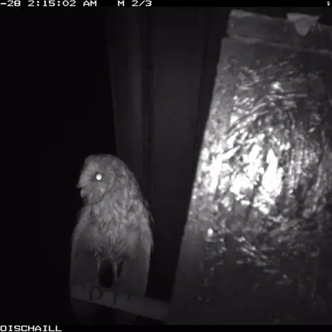 En général, les chouettes n’aiment pas trop voler par temps de fortes pluies. Ici, une Effraie, toute mouillée, sèche su