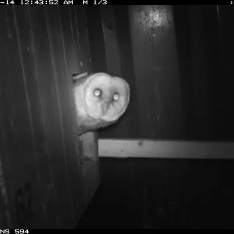 Bereit zum Abflug. © Barn owl research group