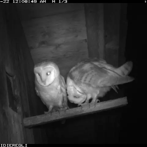 Cette femelle semble avoir fait tourner la tête à son mâle. © Barn owl research group
