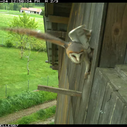 … die davon alles andere als begeistert ist! © Barn owl research group
