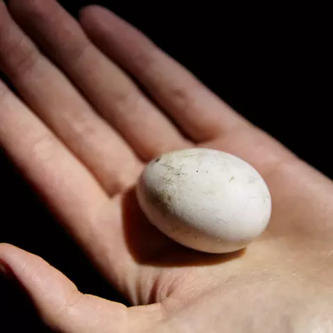 A Barn Owl egg is a little smaller than a chicken egg. During the breeding season, researchers check the nestboxes in th