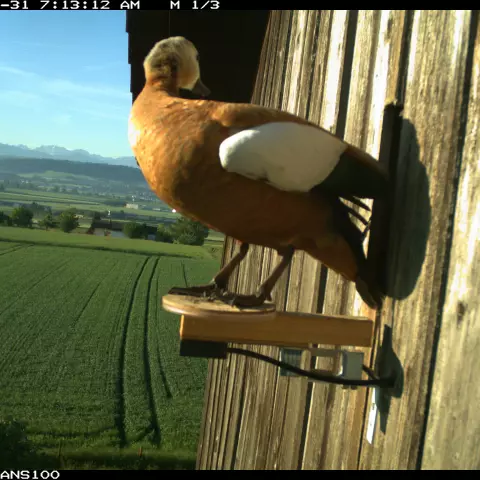 … et un Faucon crécerelle que l’on voit s’envoler au loin. © Barn owl research group