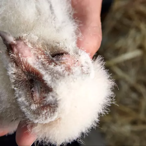 Barn Owl nestlings are covered in a soft white down. This will slowly be replaced with feathers. © Jeremy Bierer