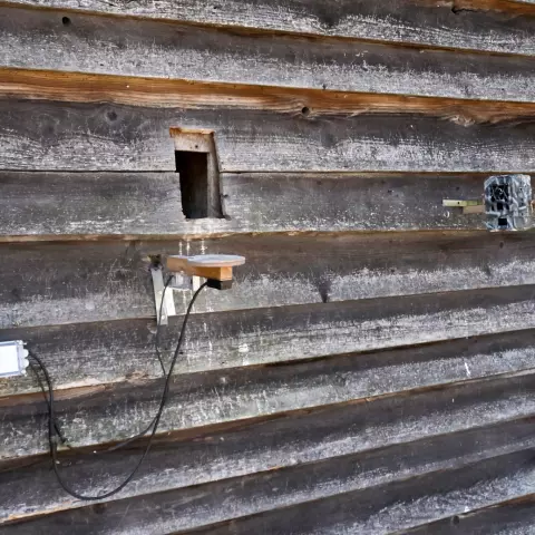 The Octanis device requires that a “scale-perch” be placed at the entrance to the nestbox. An automatic camera is also i