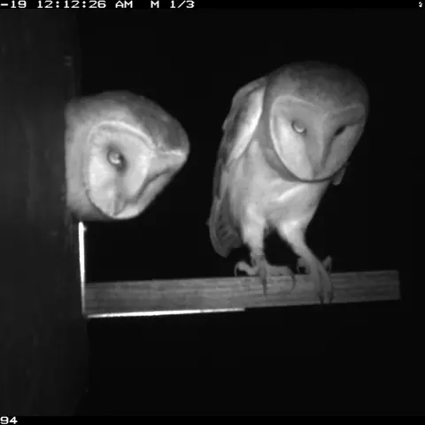 Was ist da unten wohl los? © Barn owl research group