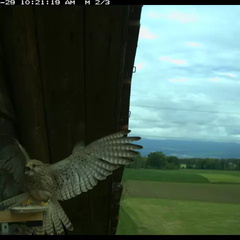 Effraie des clochers et Faucon crécerelle en désaccord. © Barn owl research group