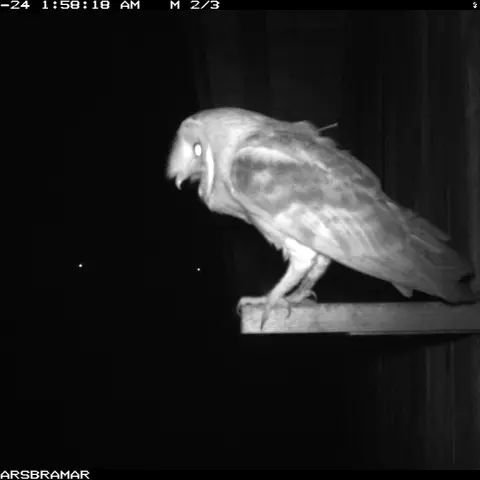 Une Effraie des clochers criant dans la nuit. C’est son cri sifflant et inquiétant qui lui a valu son nom. © Barn owl re